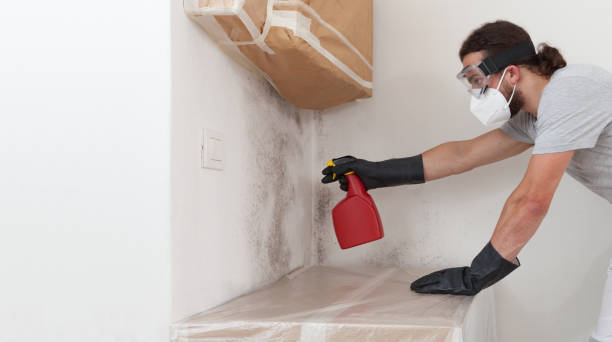Basement Mold Remediation treatment on basement walls in Laurel