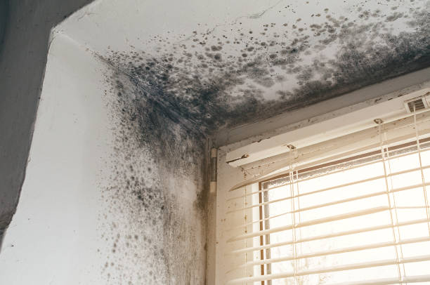 Mold Removal service in Laurel